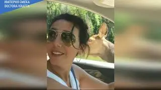 САМЫЕ ЛУЧШИЕ И СМЕШНЫЕ ПРИКОЛЫ,ОТДЫХАЙТЕ И УЛЫБАЙТЕСЬ)))))))))