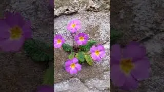 Хорошего дня! Красивое пожелание для друзей!