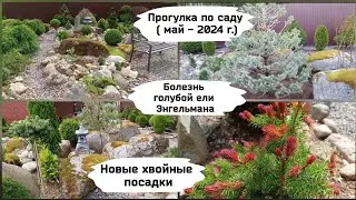 Прогулка по саду - 26 мая 2024 г.