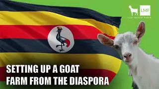 Starting a Goat Farm from Diaspora