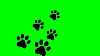 cat walking footprints Green Screen Copyright free