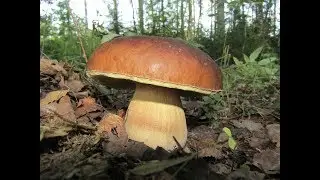 Удачный грибной поход. Грибы Подмосковья. Часть 2.