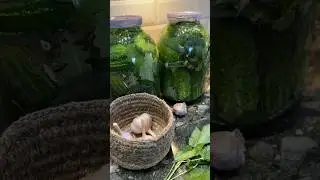 ХРУСТЯЩИЕ КВАШЕНЫЕ ОГУРЧИКИ рецепт в первом комменте #рецепты #зож #рецепт