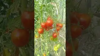 Томат Дебарао полосатый