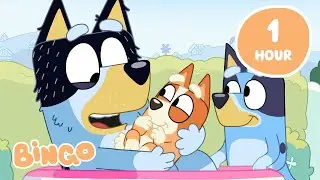 🔴LIVE: Family Time with Bingo ✨ | Bluey Full Episodes | Bingo