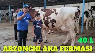 ARZONCHI AKA FERMASI KOTTA PARTIYA PULI YENGIL SIGIRLARI KELDI ☎️991064444 ☎️974120909 ☎️991054707