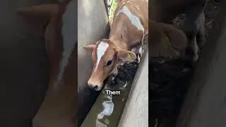 Cow Dipped Into Water 😨