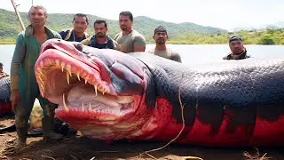 Самые Большие Речные Монстры, Которых Удалось Поймать