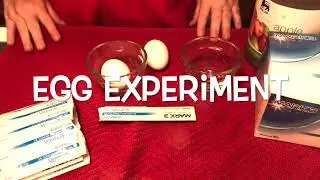 Fluoride Treatment on Egg