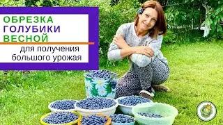 ОБРЕЗКА ГОЛУБИКИ ВЕСНОЙ для большого урожая//весенний уход за голубикой