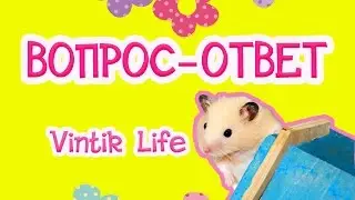 ВОПРОС-ОТВЕТ | СКОЛЬКО МНЕ ЛЕТ? | СКОЛЬКО МЕСЯЦЕВ ВИНТИКУ? | ЧТО ДЕЛАТЬ ЕСЛИ ХОМЯК КУСАЕТ? | #ХОМЯКИ