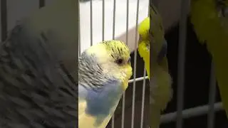 Чем кормить попугая?