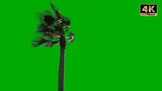 palm tree green screen effect