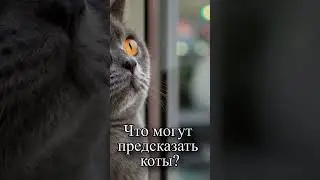 Что могут предсказать коты?