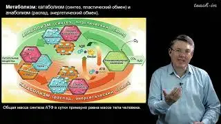 Дубынин В.А. - 100 часов школьной биологии - 2.10. Митохондрии