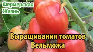 Особенности выращивания томатов сорта вельможа