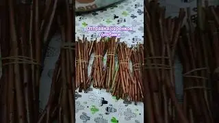 черенки голубики