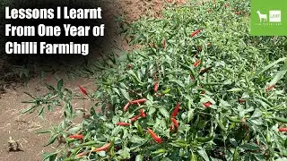 Lessons I Learnt From One Year of Chilli Farming