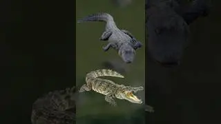 What is the Difference Between Alligators and Crocodiles? 