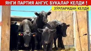 ЯНГИ ПАРТИЯ АНГУС БУКАЛАР ЗУ́РЛАРИ КЕЛДИ !!! ХОРАЗМ БОЗОР