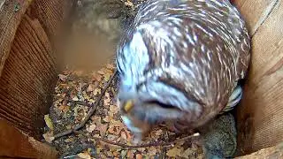 Female Barred Owl Swallows Mouse Whole – April 4, 2018