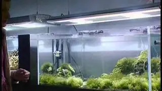 Аквариумные растения