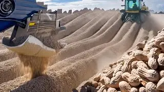 You Won't Believe How Peanuts is Produced And What is Made Using Peanut