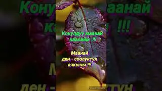 Кутман тан!!! Жакшы маанай каалайм .💯⚘⚘⚘.С.Искеналиев ,,Мына минтип