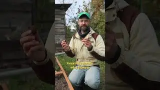 Абрикосы будут усыпаны сладкими плодами, если вырастить их из косточки!