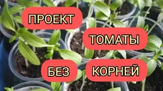 Мы Растём ! Рассада ТОМАТОВ. Проект РЕЗАНКИ.Китайский метод.Томаты без КОРНЕЙ. Эксперимент.