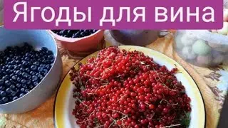 Какие ягоды брать для вина/вино на закваске из малины/