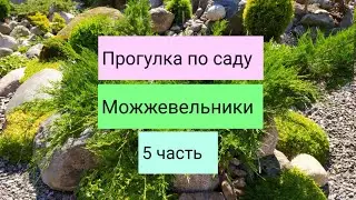 Прогулка по саду.Можжевельники(5 часть)