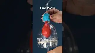 Ever wonder how lungs work? Check out this DIY science model 