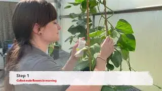 How to Cross Cowpea, Vigna unguiculata, in a Greenhouse, by Stephanie Botton