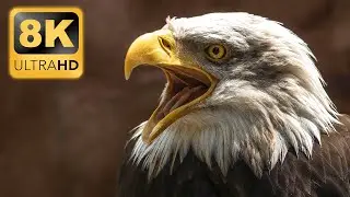 8K BIRDS: The Most Beautiful Birds in The World 8K Video ULTRA HD / HDR