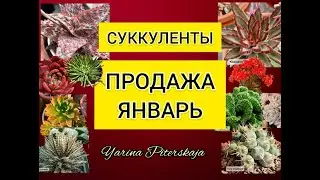 Суккуленты.  Продажа. Январь 2024.