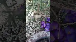 Крокусы расцвели 