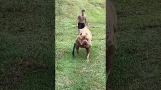 Biggest Pitbull Dog In The World 👹 