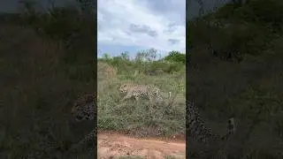 Massive male leopard walks right past our vehicle 🐆 #wildlife #leopard #africansafari