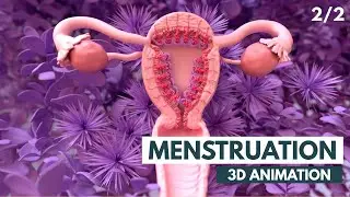 The Menstrual Cycle | 3D Animation (2/2)