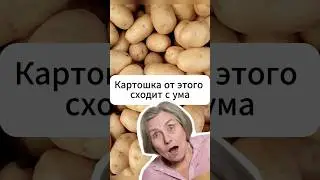 Секрет урожая картошки в 1 подкормке!  