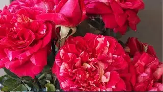Аромат Франции в розах Дельбар