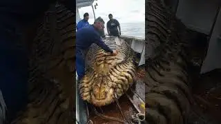 Giant Sea Monsters Caught by Fishermen! 🐙🎣#GiantSeaCreatures #FishingDiscoveries #OceanMysteries