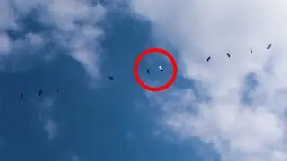 Starlink Satellites train seen in the sky  LOW PASS Elon Musk SpaceX