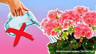 Идеальный Полив Герани: Ошибки, Которые Совершают Все. Как Правильно Поливать Герань