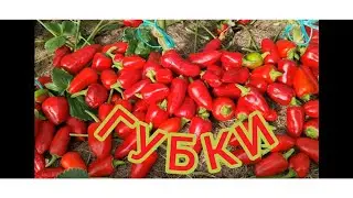 СЛАДКИЙ ПЕРЕЦ ГУБКИ. ИНДИВИДУАЛЬНЫЙ ОБЗОР МИНИ ПЕРЦА. УРОЖАЙНОСТЬ С КУСТА. ОТЗЫВЫ. Pepper.