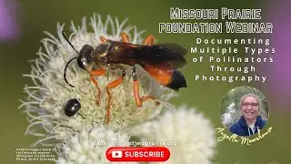 MPF Webinar: Documenting Multiple Types of Pollinators Through Photography