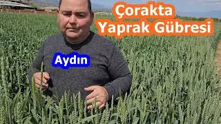 Buğday Gübreleme - Buğdayda 2 Tekrar  Sıvı Yaprak Gübresi Uygulaması - Buğday Gübresi