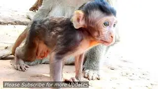Tara monkey is really mean slapping & bitting Big bertha cos not let her taking cute baby Bailee.