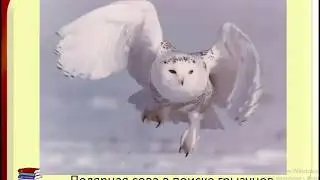 Тундра